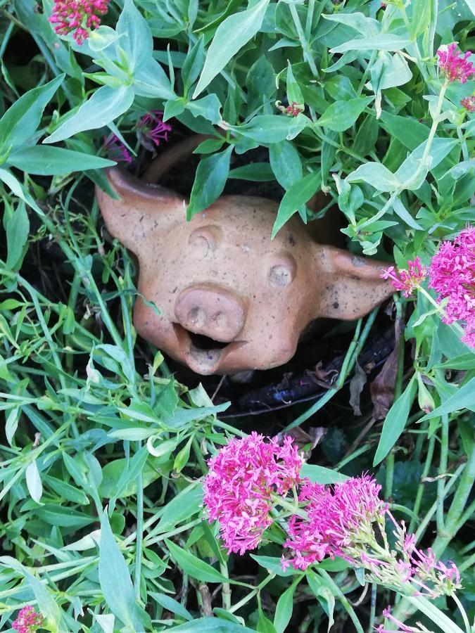 Au Cochon Qui Rit Apartamento Flines-Les-Mortagne Exterior foto